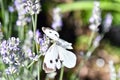 Butterfly on the flower. Royalty Free Stock Photo