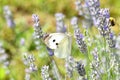 Butterfly on the flower. Royalty Free Stock Photo