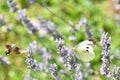 Butterfly on the flower. Royalty Free Stock Photo