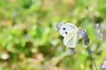 Butterfly on the flower. Royalty Free Stock Photo