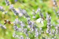 Butterfly on the flower. Royalty Free Stock Photo