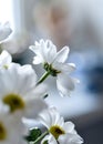 Beautiful white spray chrysanthemum flower, macro, soft focus