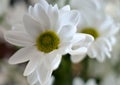 Beautiful white spray chrysanthemum flower, macro