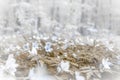 Beautiful white spring anemone flower bloom close-up in forest on blurred rain background with a soft focus. Spring floral nature