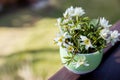 bouquet,bunch of white spring flowers in vase.white spring flower ,snowdrop, anemone, macro close-up on blurred