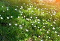 Beautiful white spring flowers background. Field of little white, spring flowers in sunbath Royalty Free Stock Photo