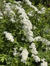 Beautiful white spring flowers blur background