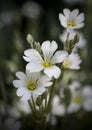 Beautiful white spring flowers in field