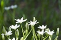 Beautiful white spring flowers in the garden.Spring white star-shaped flowers against green gass