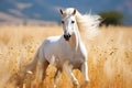 Beautiful white stallion with long mane running in the field Royalty Free Stock Photo