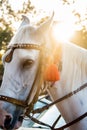 Beautiful white stallion`s face and mane