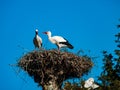 Beautiful white storks in the nest on blue sky backgroung, springtime Royalty Free Stock Photo