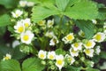 Beautiful white strawberry flowers on a bush on a plantation in spring outdoors Royalty Free Stock Photo