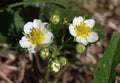 Beautiful white strawberry flowers, green leaves in the garden Royalty Free Stock Photo