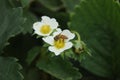 Beautiful white strawberry flowers.bees suck flowers in upland plantations Royalty Free Stock Photo