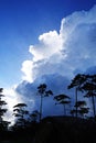 Beautiful white sunlight shining upwards behind an expanse of clouds in a blue sky with a palm tree