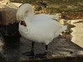 Beautiful, white, swaddle, time, sea, bird, fascinates, sophistication