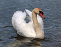 Beautiful white swan Royalty Free Stock Photo