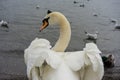 Beautiful white swan back view with opened wings