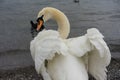 Beautiful white swan back view with opened wings