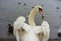 Beautiful white swan back view with opened wings