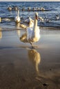 A beautiful white swan on the beach with reflection. Royalty Free Stock Photo