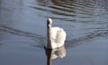 Beautiful white swan Royalty Free Stock Photo