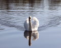 Beautiful white swan Royalty Free Stock Photo