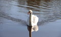 Beautiful white swan Royalty Free Stock Photo