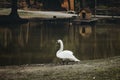 Beautiful white swan bird standing near pond in national wildlife park, swan lake with a wooden house in a countryside village, t Royalty Free Stock Photo