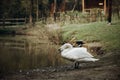 Beautiful white swan bird standing near pond in national wildlife park, swan lake with a wooden house in a countryside village, t Royalty Free Stock Photo