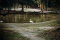 Beautiful white swan bird standing near pond in national wildlife park, swan lake with a wooden house in a countryside village, t Royalty Free Stock Photo