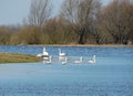 White swans in flood field, Lithuania