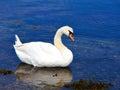 Beautiful white swan on blue water Royalty Free Stock Photo