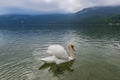 Beautiful white swan in the clear water of picturesque alpine lake Royalty Free Stock Photo