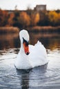 Beautiful white swan close up on a warm sunset background. Royalty Free Stock Photo