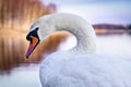 Beautiful white swan in closeup during sunrise