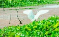 A Beautiful white Swan or Cygnus bird flapping its wings on the lake field with floating aquatic plant in Kumarakom Bird Sanctuary