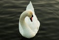 Beautiful White Swan In Dark Pond Royalty Free Stock Photo