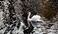 Beautiful white swan on dark water surface Royalty Free Stock Photo