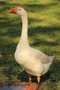 Beautiful white Swan on daytime Royalty Free Stock Photo