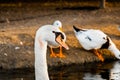 Beautiful white swan duck floating in al qudra lake