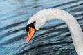 Beautiful white swan duck floating in al qudra lake