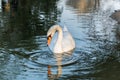 Beautiful white swan duck floating in al qudra lake