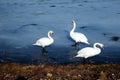 Beautiful white swan family lake romance seasonal postcard selective blue water gently day valentine nature love winter ice Royalty Free Stock Photo