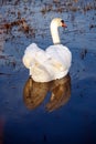 Beautiful white swan family lake romance seasonal postcard selective blue water gently day valentine nature love winter ice Royalty Free Stock Photo