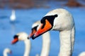 Beautiful white swan family lake romance seasonal postcard selective blue water gently day valentine nature love winter ice Royalty Free Stock Photo