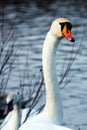 Beautiful white swan family lake romance seasonal postcard selective blue water gently day valentine nature love winter ice Royalty Free Stock Photo