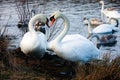 Beautiful white swan family lake romance seasonal postcard selective blue water gently day valentine nature love winter ice Royalty Free Stock Photo