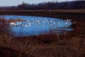 Beautiful white swan family lake romance seasonal postcard selective blue water gently day valentine nature love winter ice Royalty Free Stock Photo